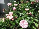 Giardina (Kletterrose) Bild der Rose 'Giardina' (Kletterrose)