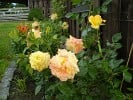 Goldfassade (Kletterrose) Bild der Rose 'Goldfassade' (Kletterrose)