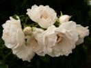 Hella (Kletterrose) Bild der Rose 'Hella' (Kletterrose)