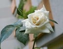 Ilse Krohn superior (Kletterrose) Bild der Rose 'Ilse Krohn superior' (Kletterrose)