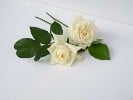 Ilse Krohn superior (Kletterrose) Bild der Rose 'Ilse Krohn superior' (Kletterrose)