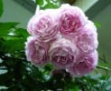 Jasmina (Kletterrose) Bild der Rose 'Jasmina' (Kletterrose)