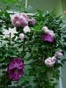 Jasmina (Kletterrose) Bild der Rose 'Jasmina' (Kletterrose)