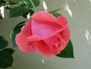 Lawinia (Kletterrose) Bild der Rose 'Lawinia' (Kletterrose)