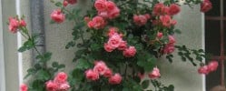 Lawinia (Kletterrose) Bild der Rose 'Lawinia' (Kletterrose)