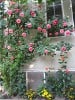 Lawinia (Kletterrose) Bild der Rose 'Lawinia' (Kletterrose)