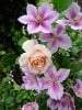 Penny Lane (Kletterrose) Bild der Rose 'Penny Lane' (Kletterrose)