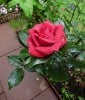 Red Flame (Kletterrose) Bild der Rose 'Red Flame' (Kletterrose)