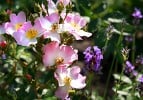 Ballerina (Moschusrose) Bild der Rose 'Ballerina' (Moschusrose)