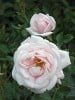 New Dawn (Rambler) Bild der Rose 'New Dawn' (Rambler)