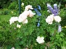 New Dawn (Rambler) Bild der Rose 'New Dawn' (Rambler)
