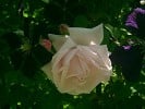 New Dawn (Rambler) Bild der Rose 'New Dawn' (Rambler)