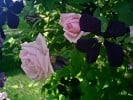 New Dawn (Rambler) Bild der Rose 'New Dawn' (Rambler)