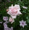 New Dawn (Rambler) Bild der Rose 'New Dawn' (Rambler)