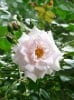 New Dawn (Rambler) Bild der Rose 'New Dawn' (Rambler)