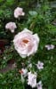 New Dawn (Rambler) Bild der Rose 'New Dawn' (Rambler)