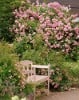 Raubritter (Rambler) Bild der Rose 'Raubritter' (Rambler)