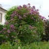 Veilchenblau (Rambler) Bild der Rose 'Veilchenblau' (Rambler)