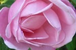 Mrs John Laing (Remontantrose) Bild der Rose 'Mrs John Laing' (Remontantrose)