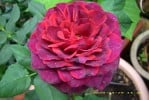 Astrid Gräfin von Hardenberg (Shrub Rose) Picture of the rose 'Astrid Gräfin von Hardenberg' (Shrub Rose)