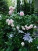 Eden Rose (Shrub Rose) Picture of the rose 'Eden Rose' (Shrub Rose)