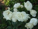 Picture of the rose 'Schneewittchen' (Shrub Rose)