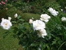 Picture of the rose 'Schneewittchen' (Shrub Rose)