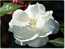 Picture of the rose 'Schneewittchen' (Shrub Rose)
