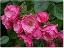 Angela (Strauchrose) Bild der Rose 'Angela' (Strauchrose)