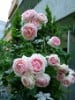 Eden Rose (Strauchrose) Bild der Rose 'Eden Rose' (Strauchrose)