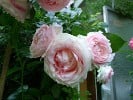 Eden Rose (Strauchrose) Bild der Rose 'Eden Rose' (Strauchrose)