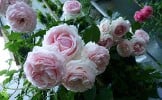 Eden Rose (Strauchrose) Bild der Rose 'Eden Rose' (Strauchrose)