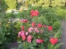 Elmshorn (Strauchrose) Bild der Rose 'Elmshorn' (Strauchrose)