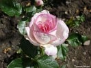 Händel (Strauchrose) Bild der Rose 'Händel' (Strauchrose)