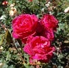 La Passionata (Strauchrose) Bild der Rose 'La Passionata' (Strauchrose)