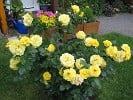 Bild der Rose 'Lichtkönigin Lucia' (Strauchrose)