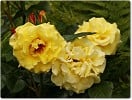 Bild der Rose 'Lichtkönigin Lucia' (Strauchrose)