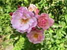 Bild der Rose 'Märchenland' (Strauchrose)