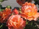 Bild der Rose 'Westerland' (Strauchrose)