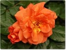 Bild der Rose 'Westerland' (Strauchrose)