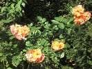 Bild der Rose 'Westerland' (Strauchrose)