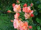 Bild der Rose 'Westerland' (Strauchrose)