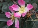Rosa glauca (Wildrose) Bild der Rose 'Rosa glauca' (Wildrose)