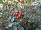 Rosa glauca (Wildrose) Bild der Rose 'Rosa glauca' (Wildrose)