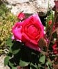 Bild der Rose 'Parole' (unbekannt)