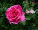 Bild der Rose 'Parole' (unbekannt)