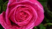 Tom Wood (unbekannt) Bild der Rose 'Tom Wood' (unbekannt)
