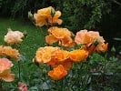 Bild der Rose 'Westzeit' (unbekannt)
