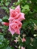 Coral Satin (unknown) Picture of the rose 'Coral Satin' (unknown)