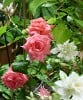 Coral Satin (unknown) Picture of the rose 'Coral Satin' (unknown)